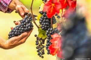 Best Wineries in Murphys, CA