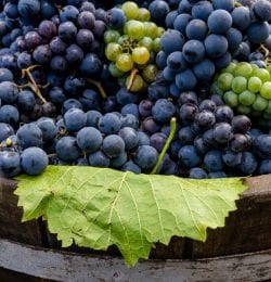 Crush wine grapes with your feet at the Calaveras Grape Stomp!