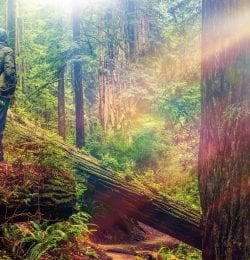 Calaveras Big Trees State Park