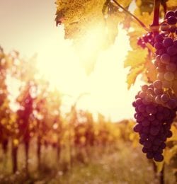 Vineyard at autumn harvest.