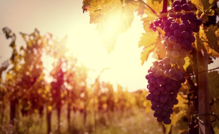 Vineyard at autumn harvest.