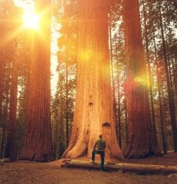 Sequoia trees are just one of the things you can see while hiking in Murphys CA