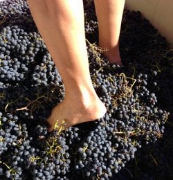 calaveras grape stomp