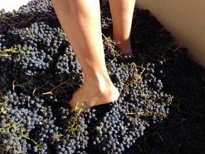 Freshly picked Merlot grapes are shown in a large plastic bin, with a person's bare feet stomping them into juice.