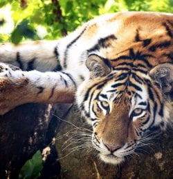 Tiger lying on a branch in a tree