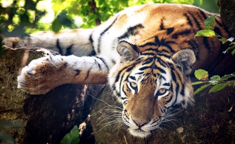 Tiger lying on a branch in a tree