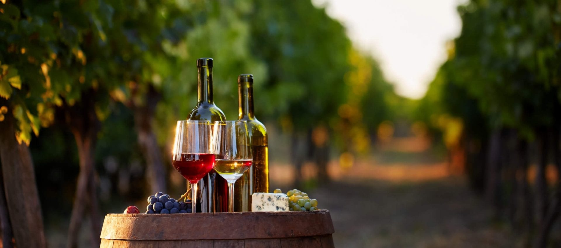 winery-of-the-month-val-du-vino-wine-in-vineyard