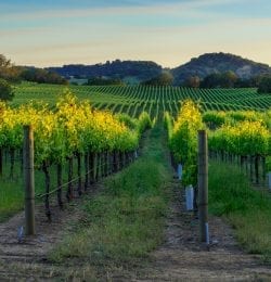 vineyard in northern california