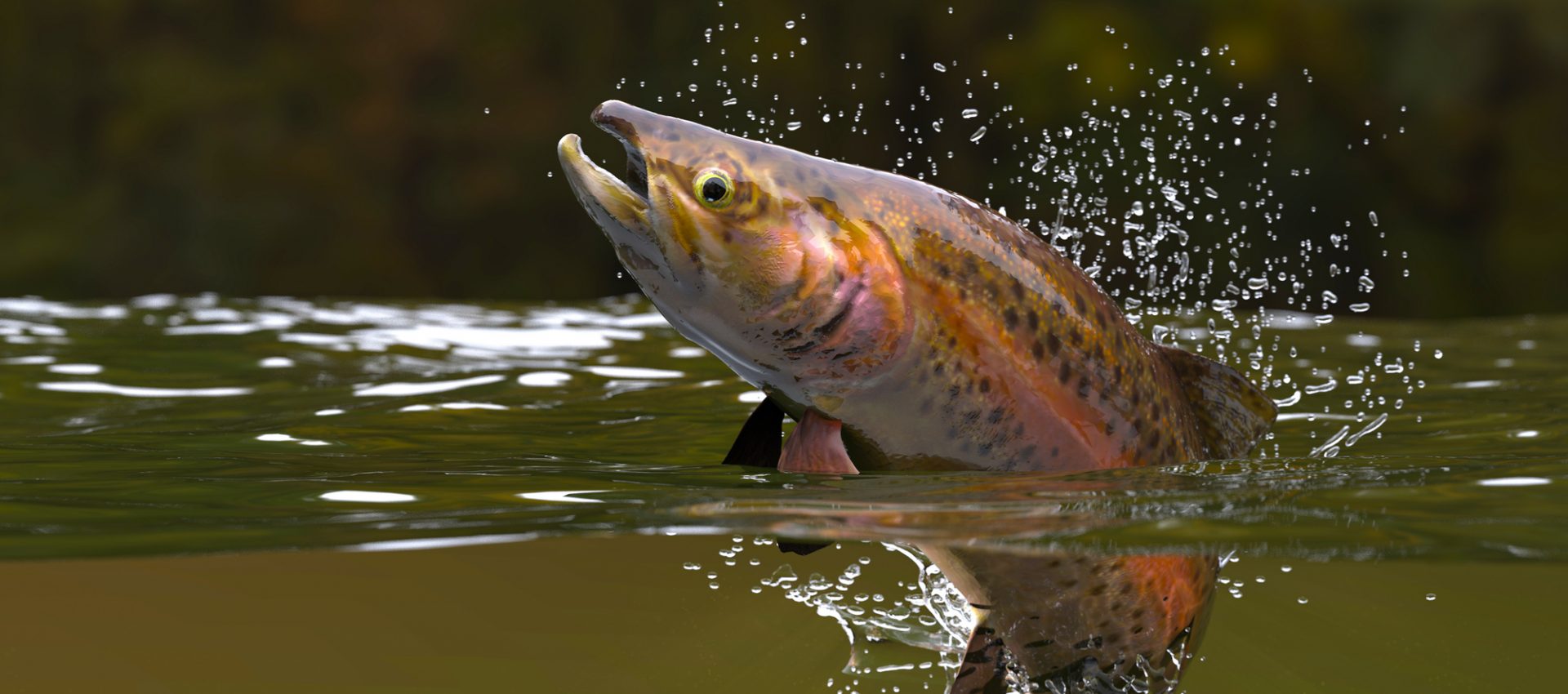 rainbow trout