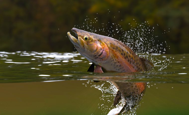 rainbow trout