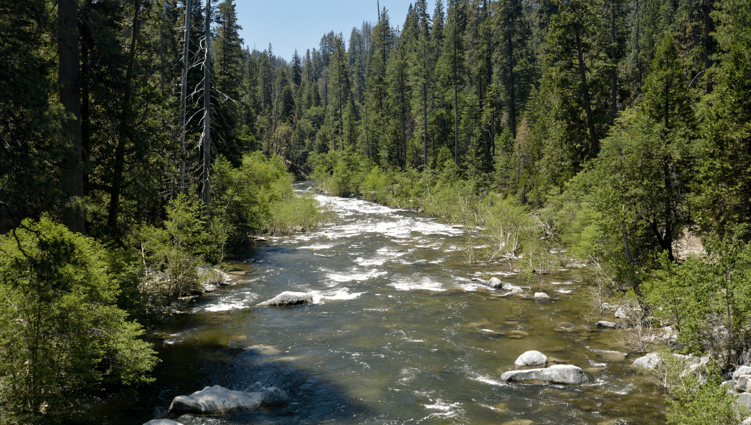 stream flowing through forest
