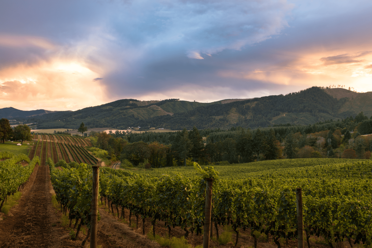 Do You Want To Know Where You Can Watch the Best Sunsets in Murphys, CA