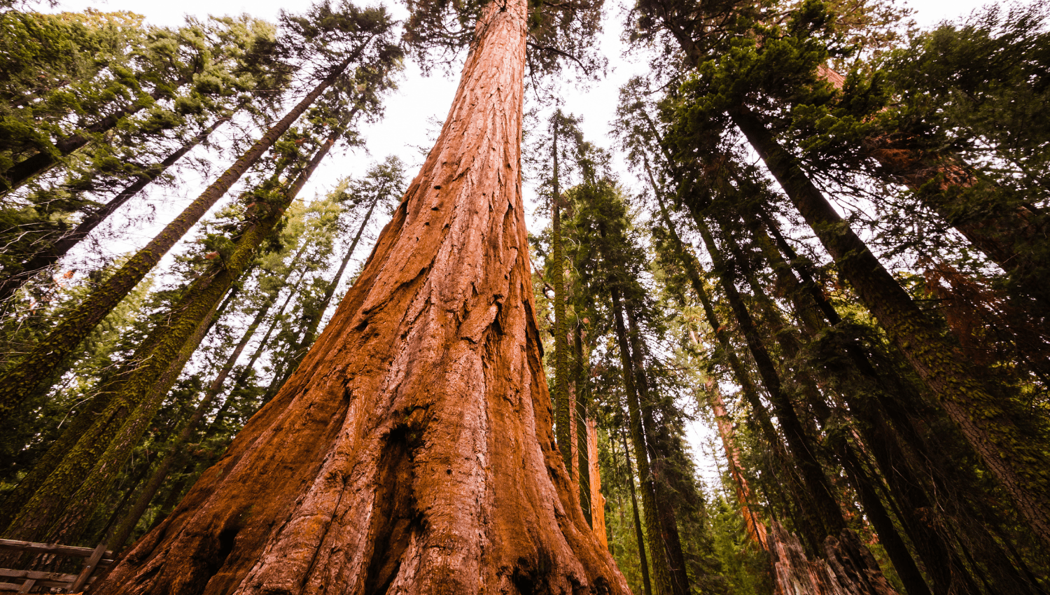 national forest