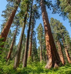 Sequoia tree in Calaveras Big Trees State Park