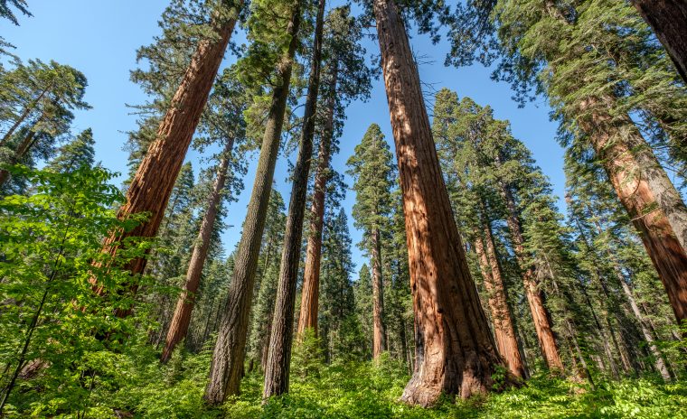 Sequoia tree in Calaveras Big Trees State Park